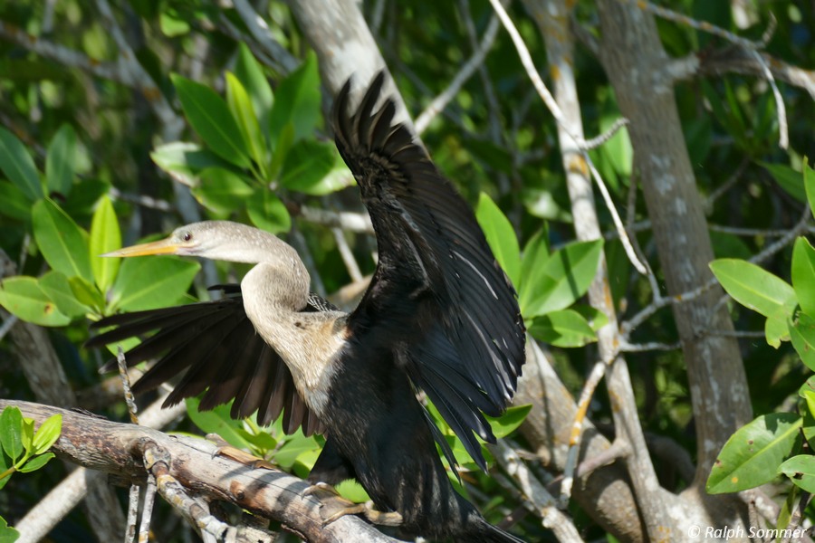 Anhinga Schlangenhalsvogel Laguna Guanaroca