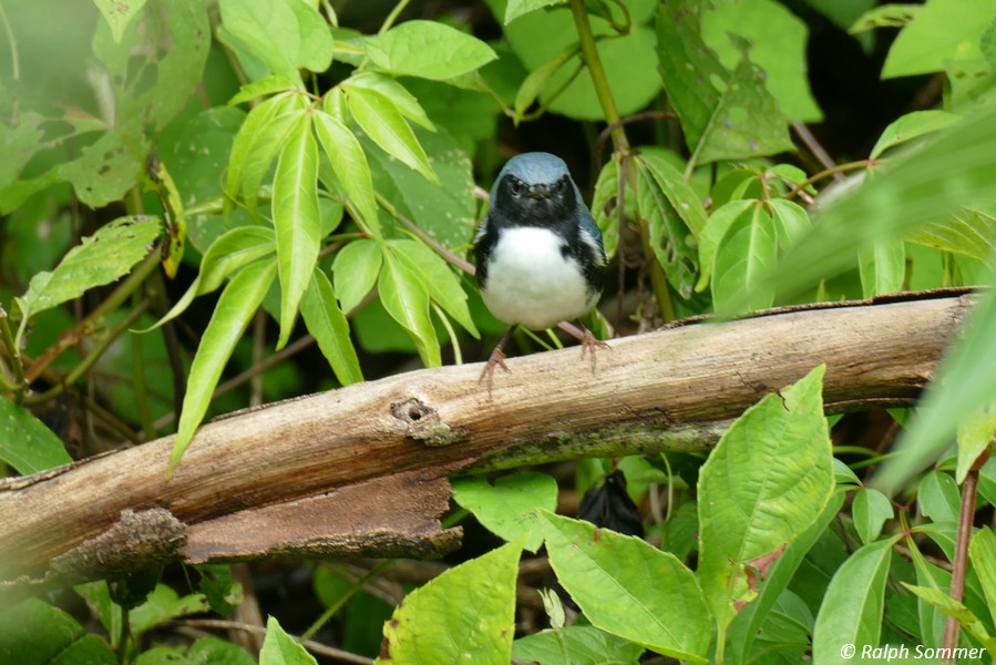 Blaurücken Waldsänger El Nicho Naturschutzgebiet