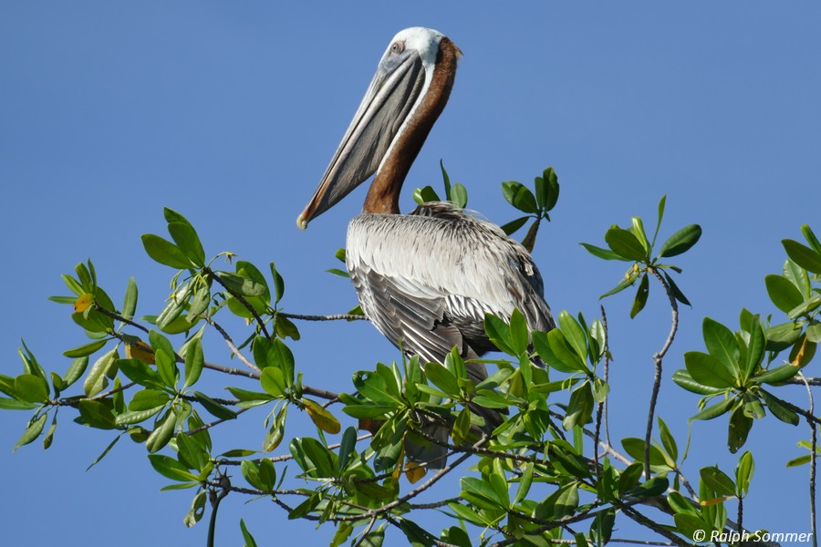 Braunpelikan Pelecanus Occidentalis Lagune Guanaroca