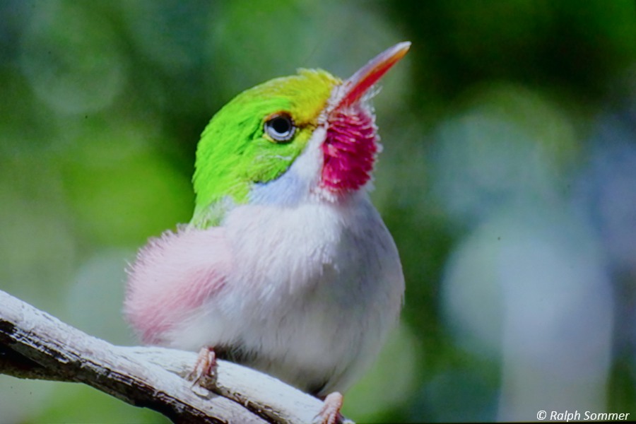 Cuban Tody, Todus multicolor