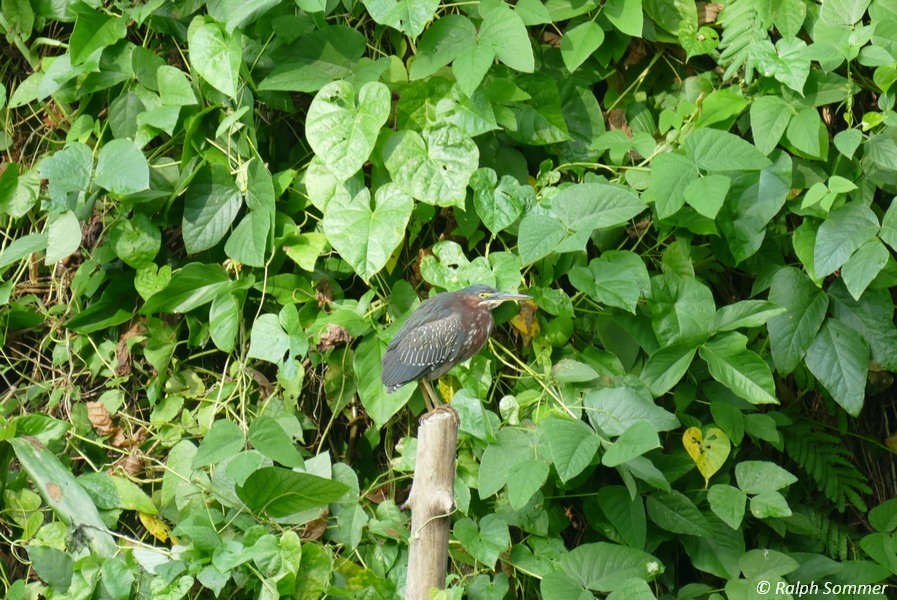 Nachtreiher, Botanischer Garten von Vinales