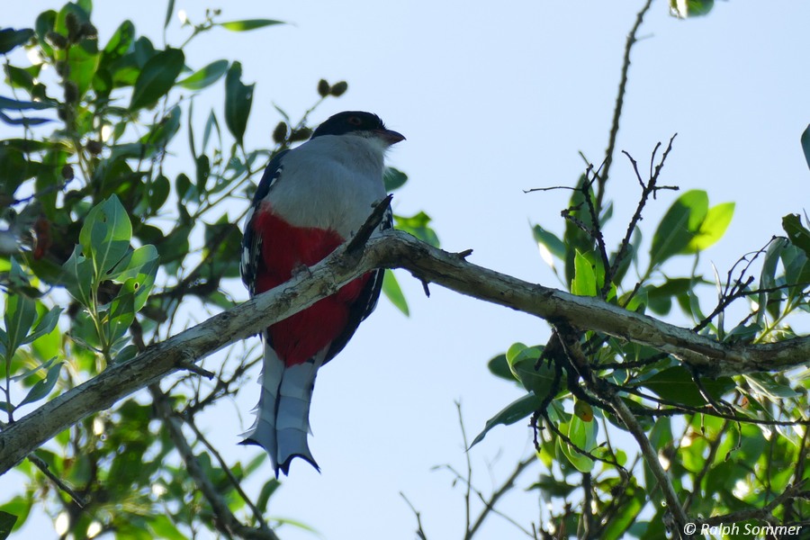 Tocororo, Kubatrogon