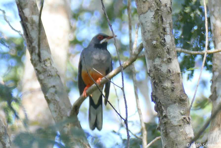 Tocororo, Kubatrogon, Laguna Guanaroca