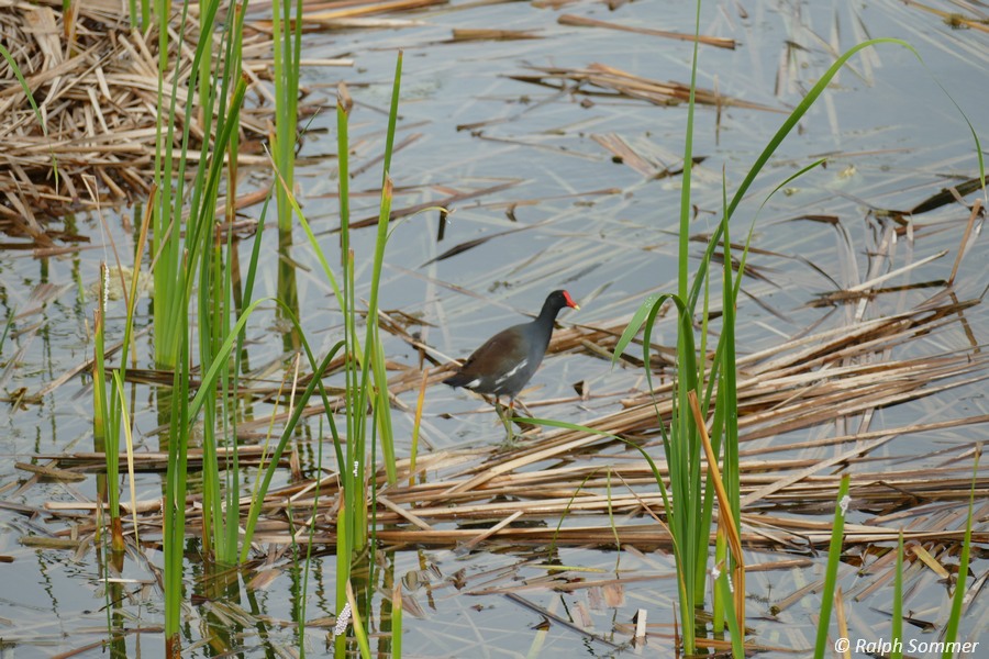 Wasserhuhn Lagune Las Terrazas
