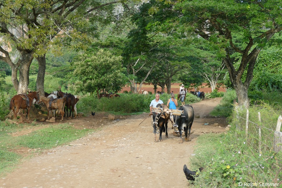 Ochsengespann Tal von Viñales