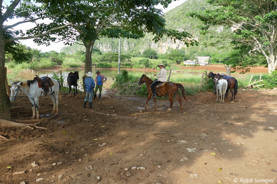 Reitpferde im Tal von Viñales