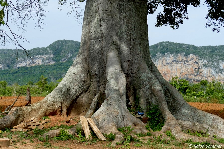 Riesenwurzeln Heiliger Kapokbaum