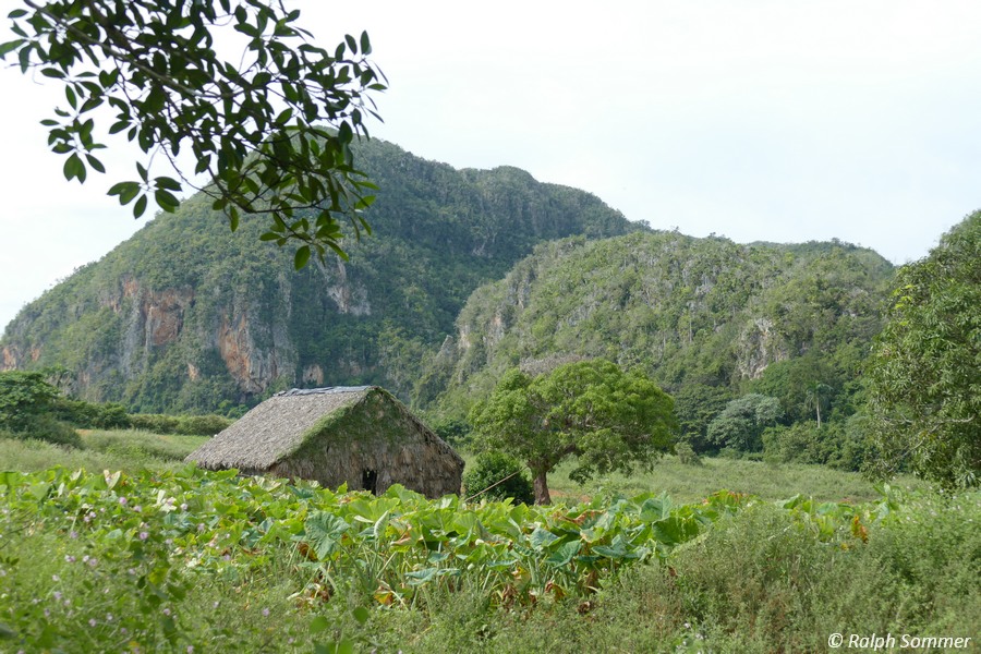 Tarofeld und Bauernhütte