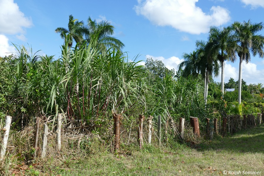 Zuckerrohrplantage