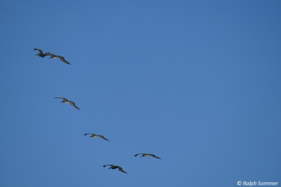 Braunpelikane im Flug