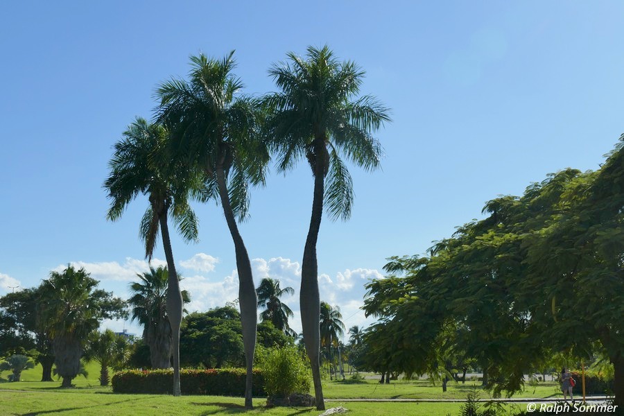Königspalmen am Varadero