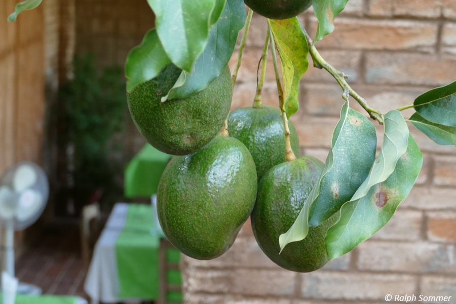 Avocado