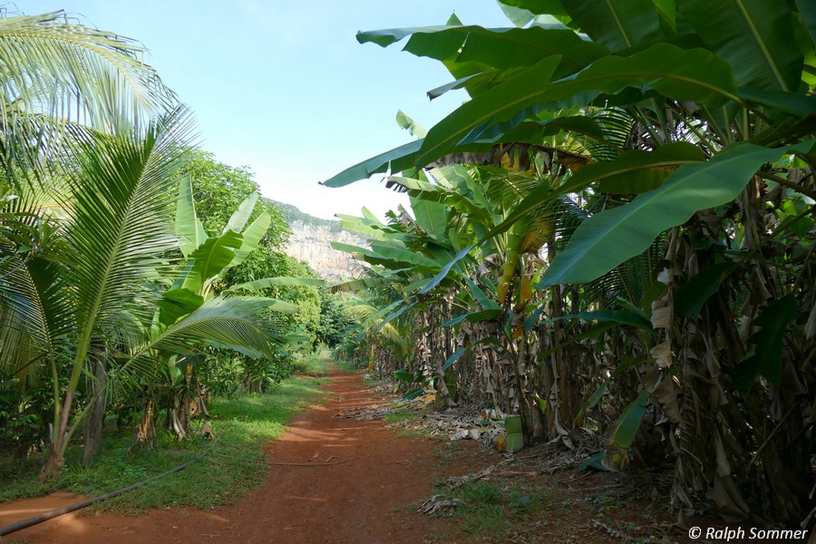 Bananenfeld