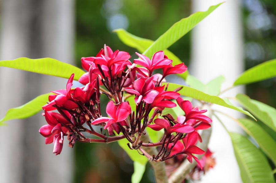 rote Frangipaniblüte