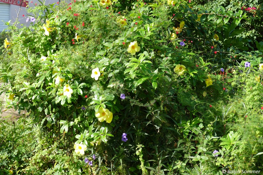 Blüten