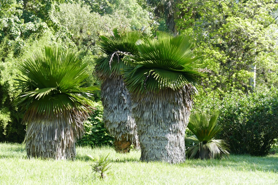 Palmengewächs Coryphoideae