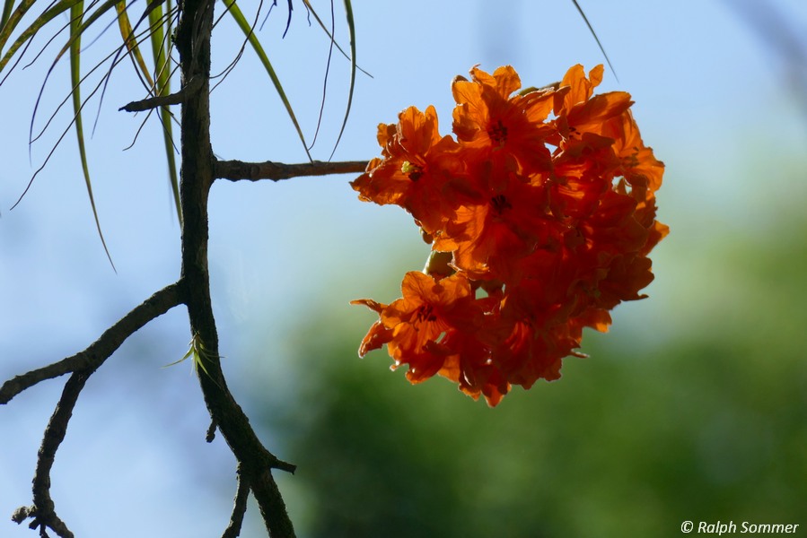 Korallenbaum Erythrina 