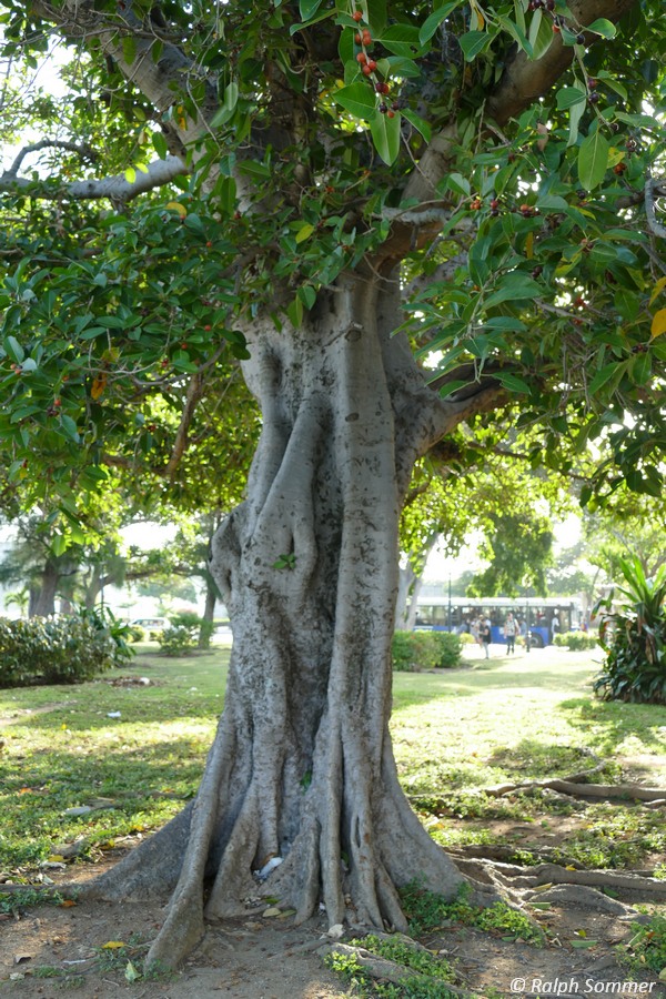 Ficusbaum 