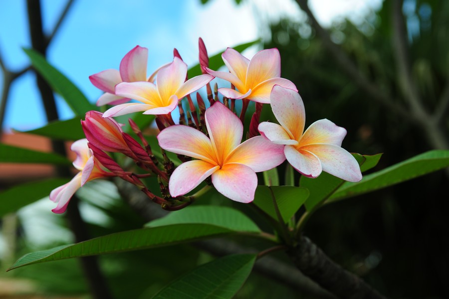 Frangipani Blüte