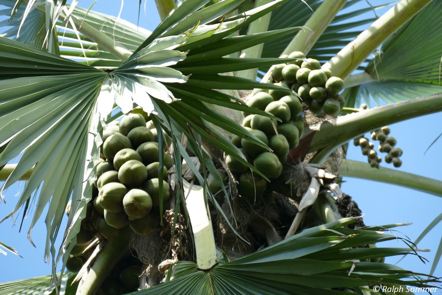 Washingtonia Früchte