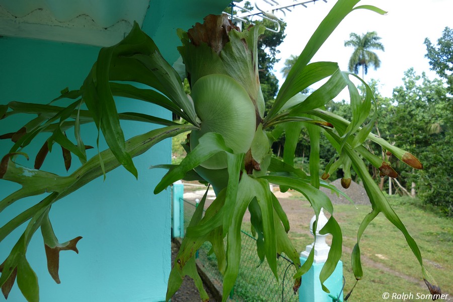 Geweihfarn Platycerium bifurcatum