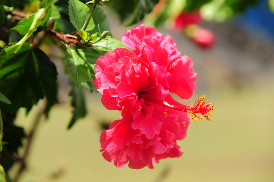 Hibiskusblüte