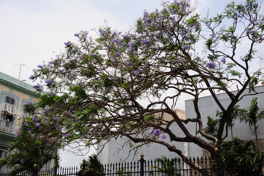 Jacarandabaum