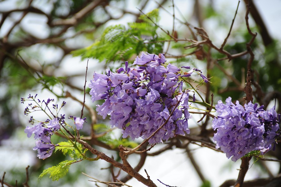 Jacaranda in Blüte