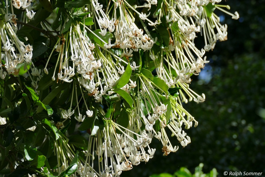 Jasminblüte