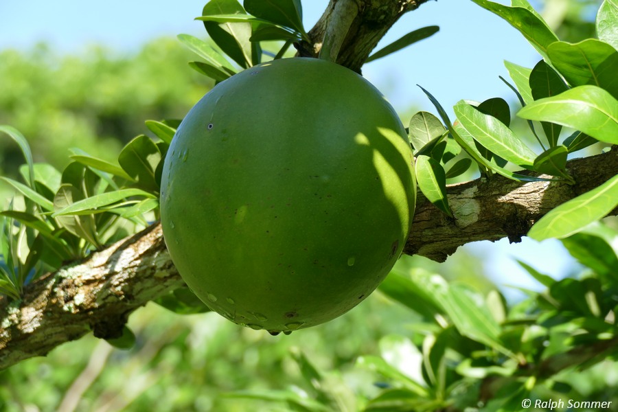 Kalebasse 