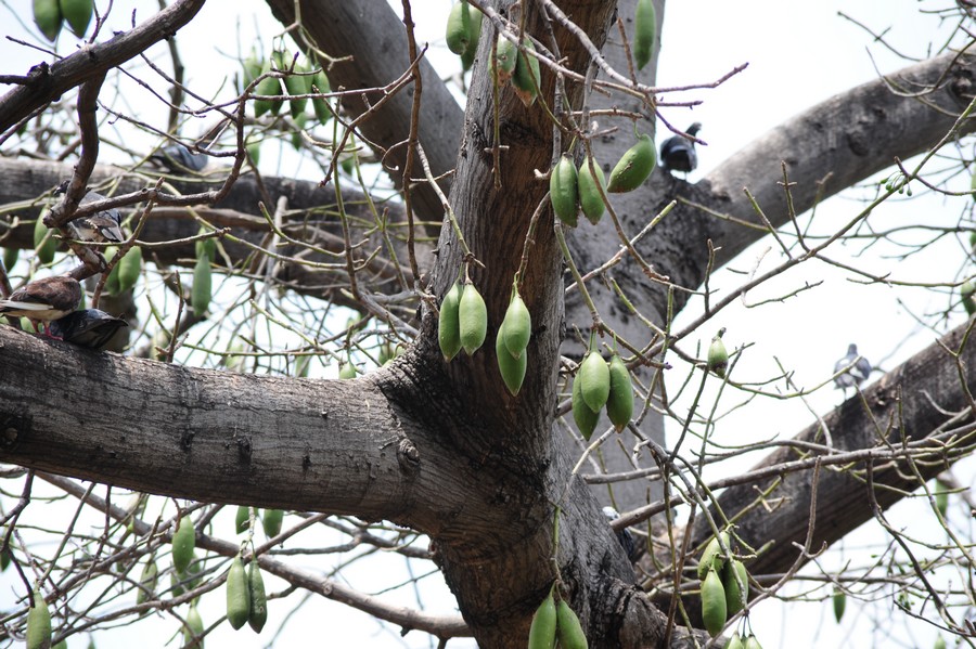 Kapokbaum mit Samenschoten