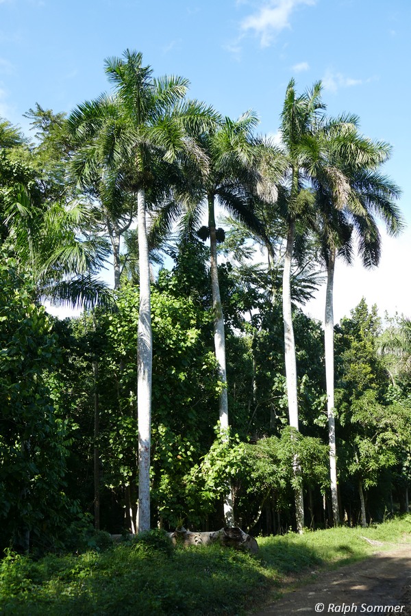 Königspalme Roystonea regia in Las Terrazas Kuba