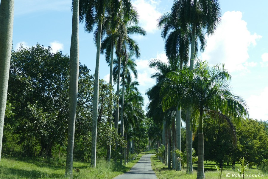 Allee von Kubapalmen
