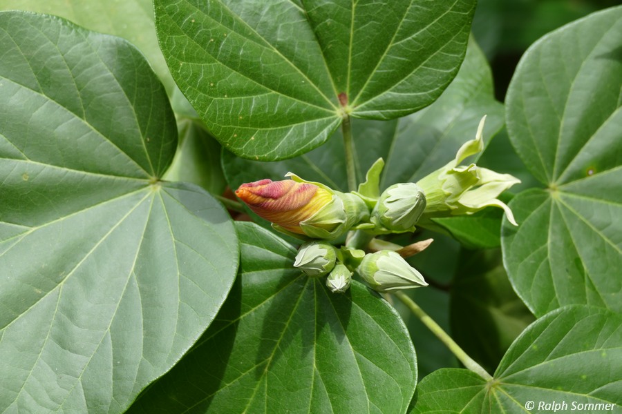 Hibiskus-Knospe 
