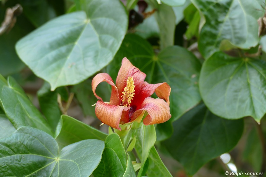 Malvenblüte