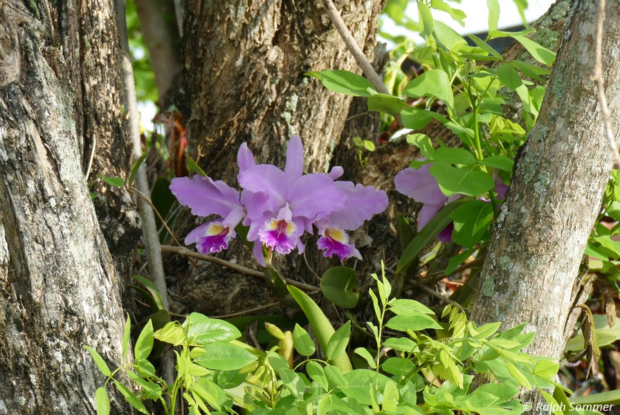 Orchidee Cattleya Kuba