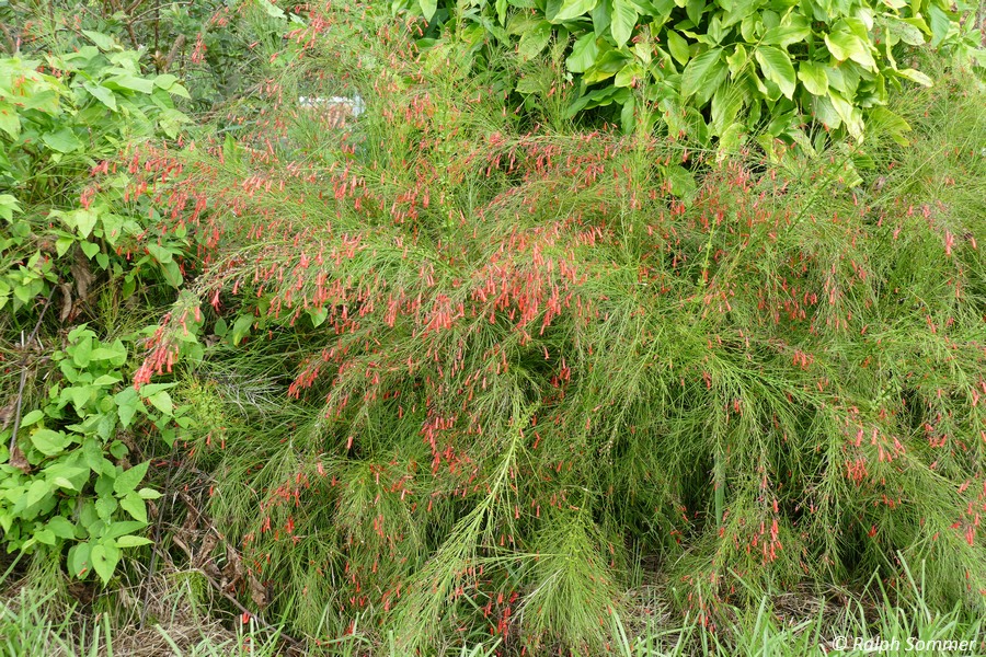 Russelie equisetiformis