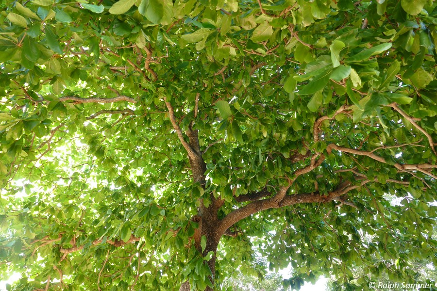 Seemandelbaum