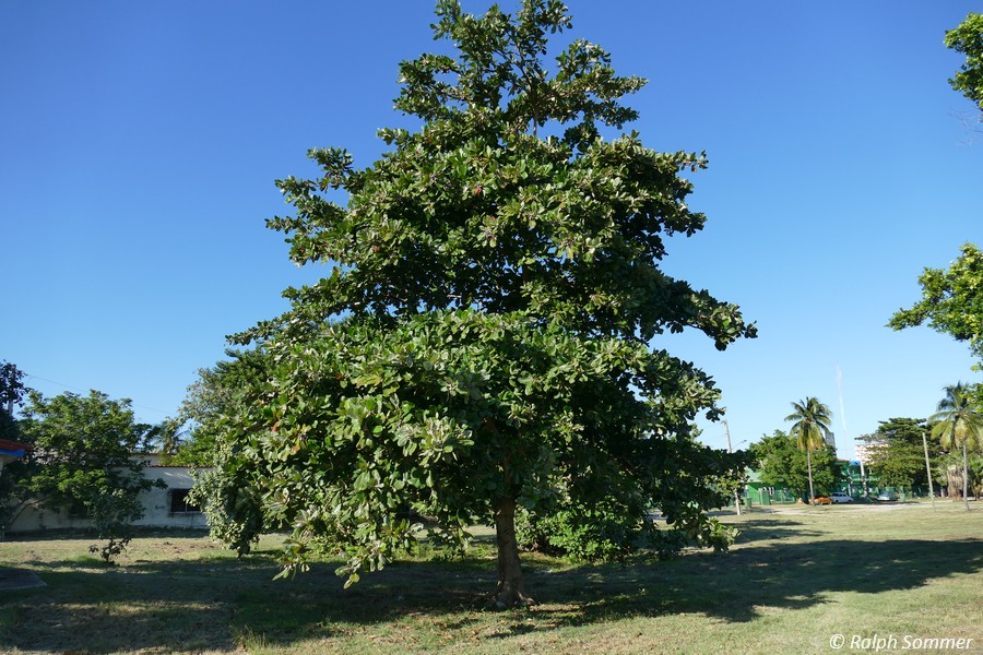 Seemandelbaum
