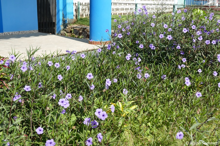 Vorgarten in Viñales