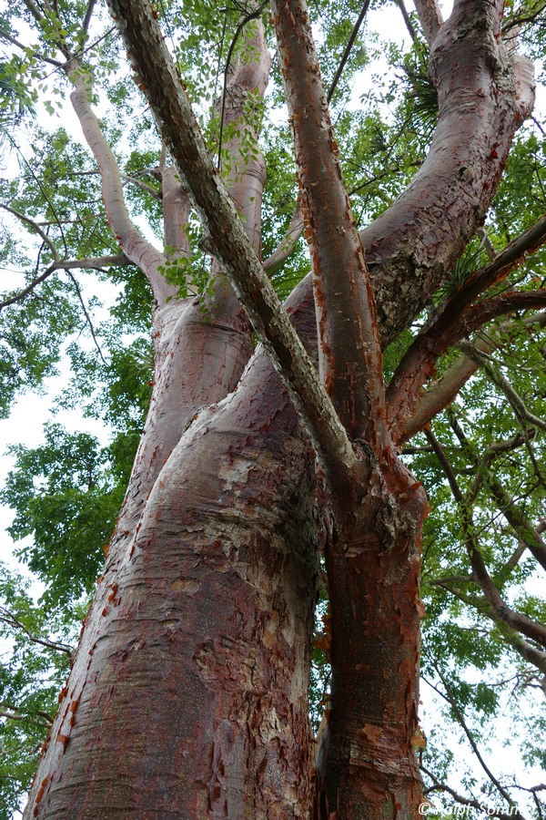 Gummibaum Bursera simaruba