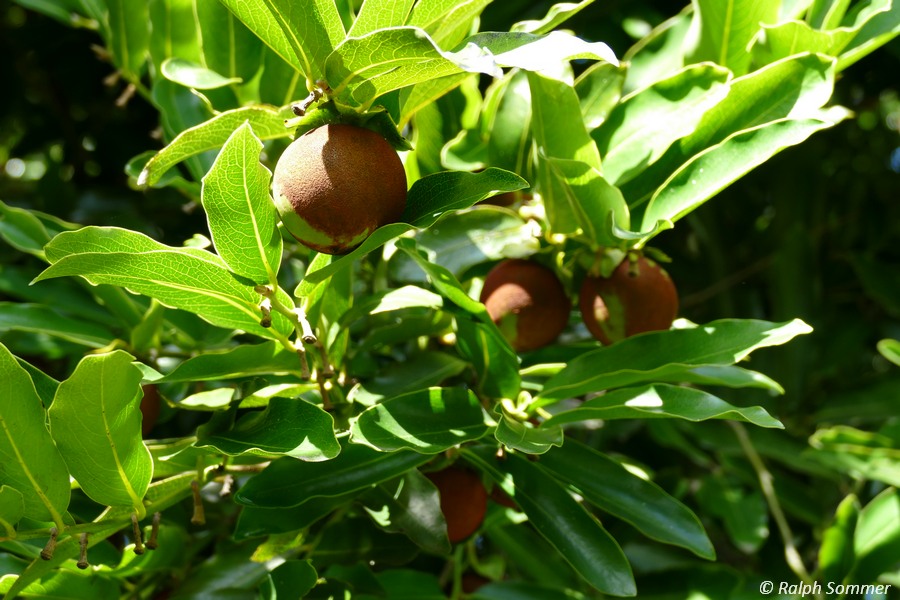 Zapotefrucht