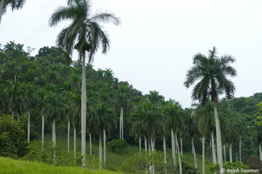 Palma Real Roystonea regia