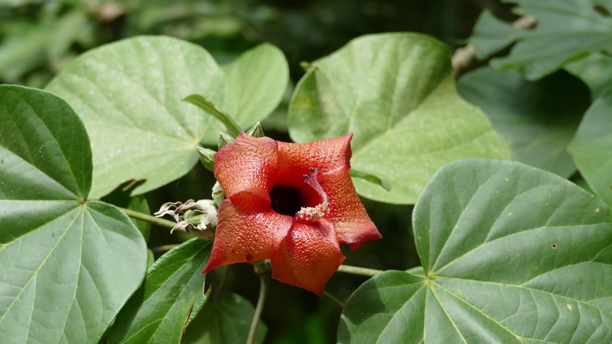 Majaguablüte (Hibiskus)