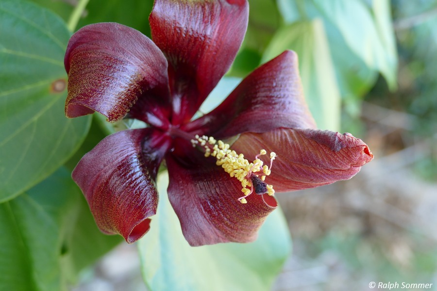 Hibiskusblüte
