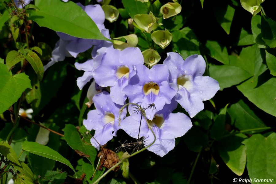 Blüte Thunbergia