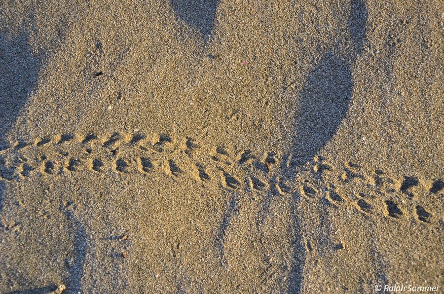 Spuren Strandkrebs