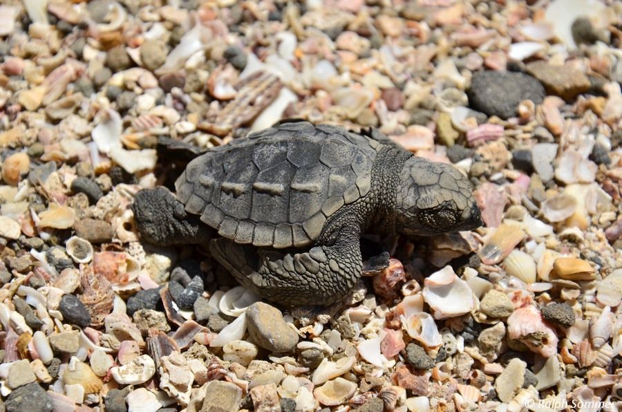 Bastardschildkröte