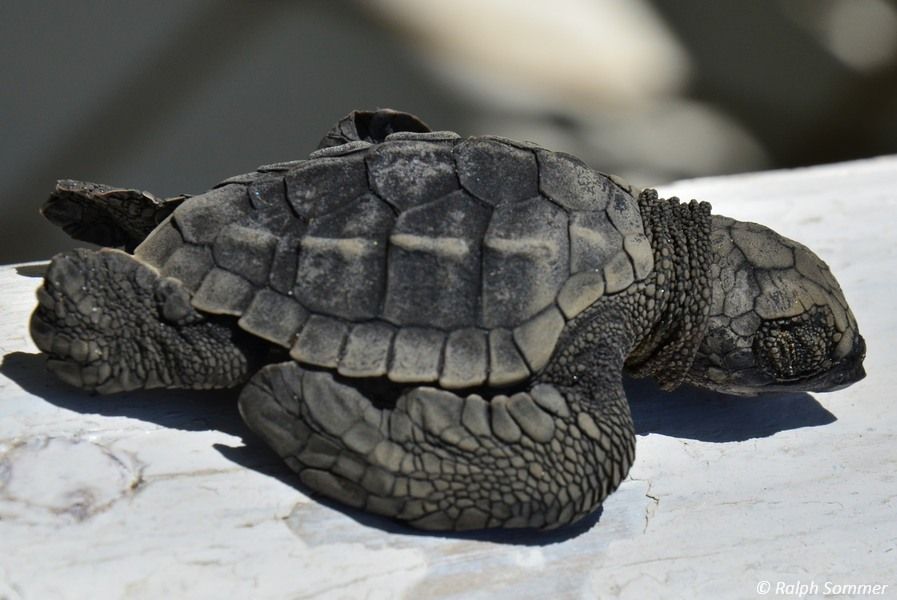 Bastardschildkröte