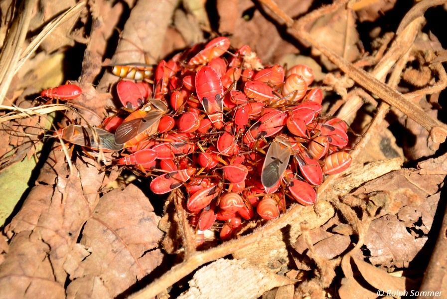 Feuerwanzen (Pyrrhocoridae)
